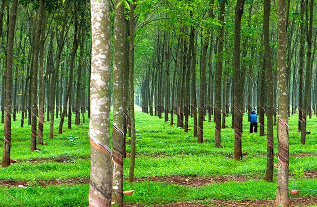 Giá cao su sàn Tocom, giá cao su Thái Lan, giá cao su Thượng Hải, Ngày