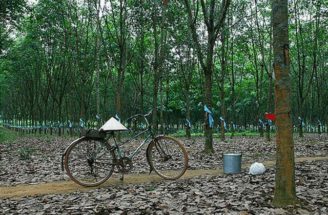 Giá cao su trực tuyến sàn Tocom, Thái Lan, Thượng Hải, Ngày 01/03/2017