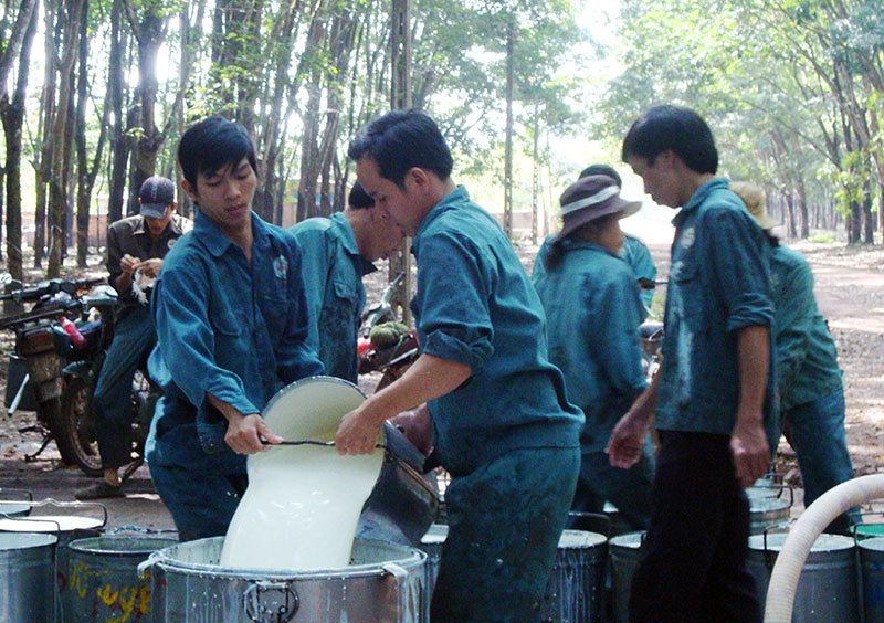 Giá cao su Việt Nam 2/7/2015