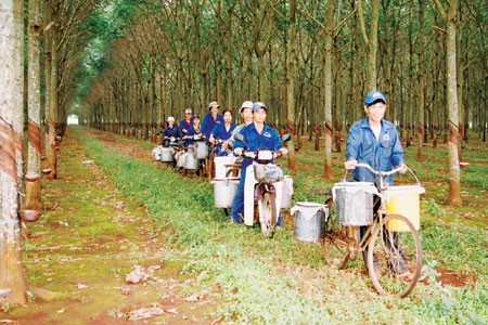 Giá cao su trực tuyến sàn Tocom, Thái Lan, Thượng Hải, Ngày 4/10/2016