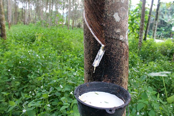 Giá cao su trực tuyến sàn Tocom, Thái Lan, Thượng Hải, Ngày 04/11/2016