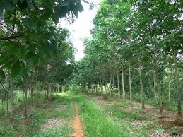 Giá cao su trực tuyến sàn Tocom, Thái Lan, Thượng Hải, Ngày 09/11/2016