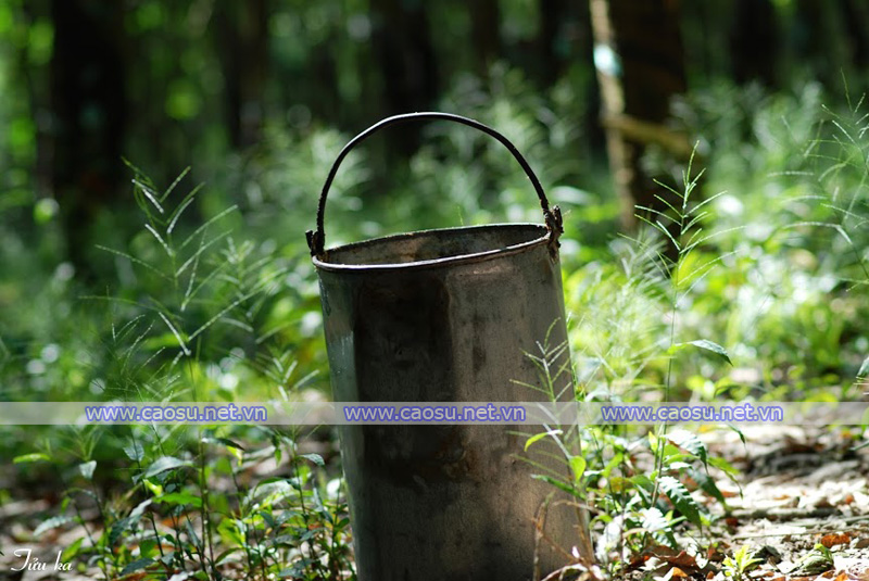 Đại gia cao su rao bán cả nghìn hécta