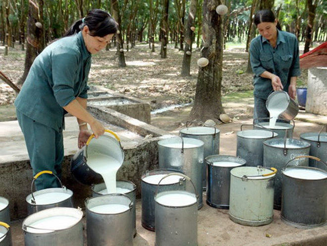 Giá cao su trực tuyến sàn Tocom, Thái Lan, Thượng Hải, Ngày 12/11/2016