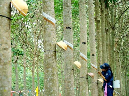 Giá cao su trực tuyến sàn Tocom, Thái Lan, Thượng Hải, Ngày 14/12/2016