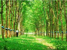 Giá cao su trực tuyến sàn Tocom, Thái Lan, Thượng Hải, Ngày 15/11/2016