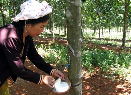 Giá cao su trực tuyến sàn Tocom, Thái Lan, Thượng Hải, Ngày 18/11/2016