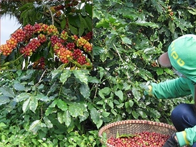 Cà phê Việt ngon số 1 thế giới bị ruồng bỏ
