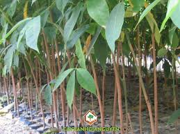 Giá cao su trực tuyến sàn Tocom, SHFE Thượng Hải, SGX Singapore Ngày 28/02/2026