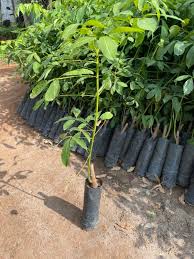 Giá cao su trực tuyến sàn Tocom, SHFE Thượng Hải, SGX Singapore Ngày 01/03/2026