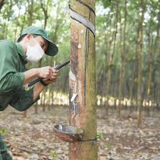 Giá cao su trực tuyến sàn Tocom, SHFE Thượng Hải, SGX Singapore Ngày 30/03/2026