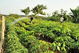 Giá cao su trực tuyến sàn Tocom, SHFE Thượng Hải, SGX Singapore Ngày 01/04/2026