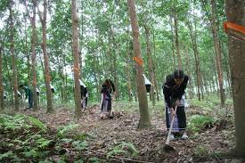 Giá cao su trực tuyến sàn Tocom, SHFE Thượng Hải, SGX Singapore Ngày 29/05/2026