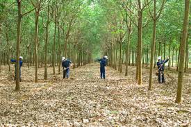 Giá cao su trực tuyến sàn Tocom, SHFE Thượng Hải, SGX Singapore Ngày 31/05/2026