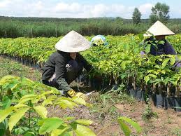 Giá cao su trực tuyến sàn Tocom, SHFE Thượng Hải, SGX Singapore Ngày 01/06/2026