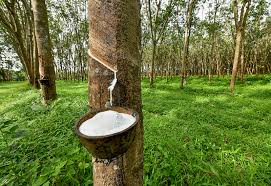 Giá cao su trực tuyến sàn Tocom, SHFE Thượng Hải, SGX Singapore Ngày 27/08/2025