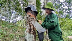 Giá cao su trực tuyến sàn Tocom, SHFE Thượng Hải, SGX Singapore Ngày 01/10/2025