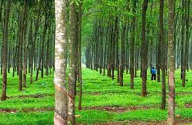 Giá cao su sàn Tocom, giá cao su Thái Lan, giá cao su Thượng Hải, Ngày 03/07/2023