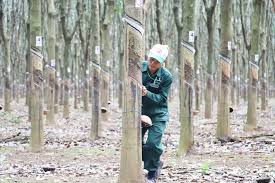 Giá cao su trực tuyến sàn Tocom, SHFE Thượng Hải, SGX Singapore Ngày 01/08/2025