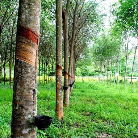 Giá cao su trực tuyến sàn Tocom, SHFE Thượng Hải, SGX Singapore Ngày 03/09/2026