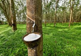 Giá cao su trực tuyến sàn Tocom, SHFE Thượng Hải, SGX Singapore Ngày 03/05/2025
