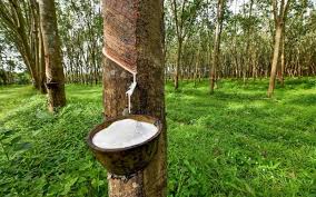 Giá cao su trực tuyến sàn Tocom, SHFE Thượng Hải, SGX Singapore Ngày 30/10/2025