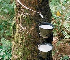 Giá cao su trực tuyến sàn Tocom, SHFE Thượng Hải, SGX Singapore Ngày 04/01/2026