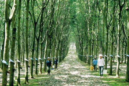 Giá cao su trực tuyến sàn Tocom, SHFE Thượng Hải, SGX Singapore Ngày 05/10/2026