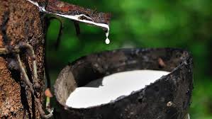 Giá cao su trực tuyến sàn Tocom, SHFE Thượng Hải, SGX Singapore Ngày 04/03/2026