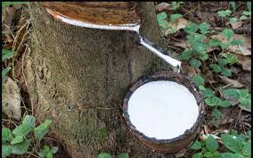 Giá cao su trực tuyến sàn Tocom, SHFE Thượng Hải, SGX Singapore Ngày 06/03/2026