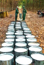 Giá cao su trực tuyến sàn Tocom, SHFE Thượng Hải, SGX Singapore Ngày 07/01/2026