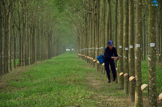 Giá cao su trực tuyến sàn Tocom, SHFE Thượng Hải, SGX Singapore Ngày 07/09/2026