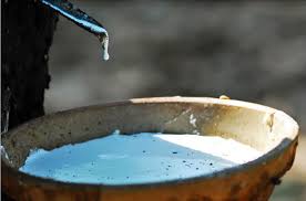 Giá cao su trực tuyến sàn Tocom, SHFE Thượng Hải, SGX Singapore Ngày 04/02/2026