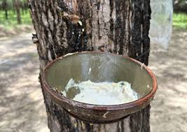 Giá cao su trực tuyến sàn Tocom, SHFE Thượng Hải, SGX Singapore Ngày 07/02/2026