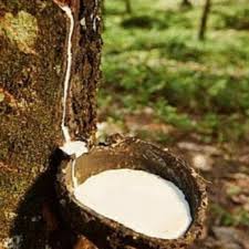 Giá cao su trực tuyến sàn Tocom, SHFE Thượng Hải, SGX Singapore Ngày 08/02/2026