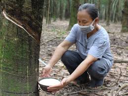 Giá cao su trực tuyến sàn Tocom, SHFE Thượng Hải, SGX Singapore Ngày 02/05/2026