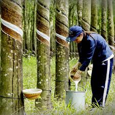 Giá cao su trực tuyến sàn Tocom, SHFE Thượng Hải, SGX Singapore Ngày 07/06/2025