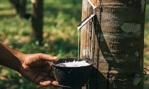 Giá cao su trực tuyến sàn Tocom, SHFE Thượng Hải, SGX Singapore Ngày 10/01/2026