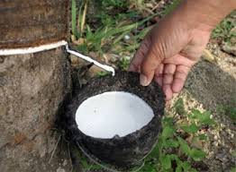 Giá cao su trực tuyến sàn Tocom, SHFE Thượng Hải, SGX Singapore Ngày 10/02/2026