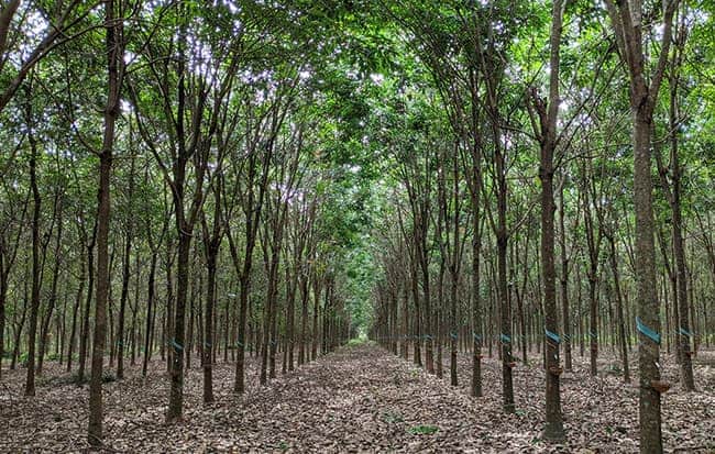 Giá cao su trực tuyến sàn Tocom, SHFE Thượng Hải, SGX Singapore Ngày 10/09/2026
