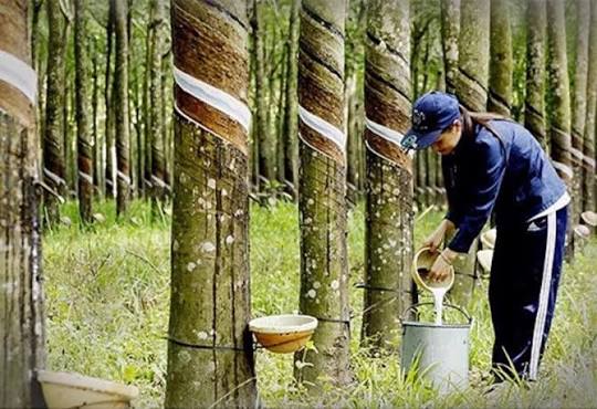 Giá cao su trực tuyến sàn Tocom, SHFE Thượng Hải, SGX Singapore Ngày 10/10/2026