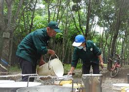 Giá cao su sàn Tocom, giá cao su Thái Lan, giá cao su Thượng Hải, Ngày 09/11/2023