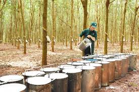 Giá cao su trực tuyến sàn Tocom, SHFE Thượng Hải, SGX Singapore Ngày 10/05/2026