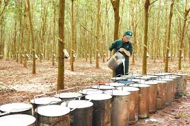 Giá cao su trực tuyến sàn Tocom, SHFE Thượng Hải, SGX Singapore Ngày 05/07/2025