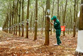 Giá cao su trực tuyến sàn Tocom, SHFE Thượng Hải, SGX Singapore Ngày 07/07/2025