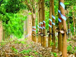 Giá cao su trực tuyến sàn Tocom, SHFE Thượng Hải, SGX Singapore Ngày 10/07/2025
