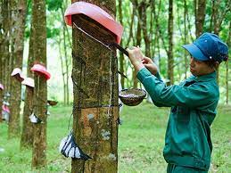 Giá cao su sàn Tocom, giá cao su Thái Lan, giá cao su Thượng Hải, Ngày 12/08/2023