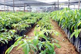 Giá cao su trực tuyến sàn Tocom, SHFE Thượng Hải, SGX Singapore Ngày 11/11/2025