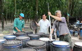 Giá cao su trực tuyến sàn Tocom, SHFE Thượng Hải, SGX Singapore Ngày 13/07/2025