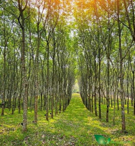 Giá cao su trực tuyến sàn Tocom, SHFE Thượng Hải, SGX Singapore Ngày 13/09/2026